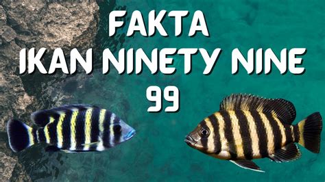Ikan Ninety Nine
